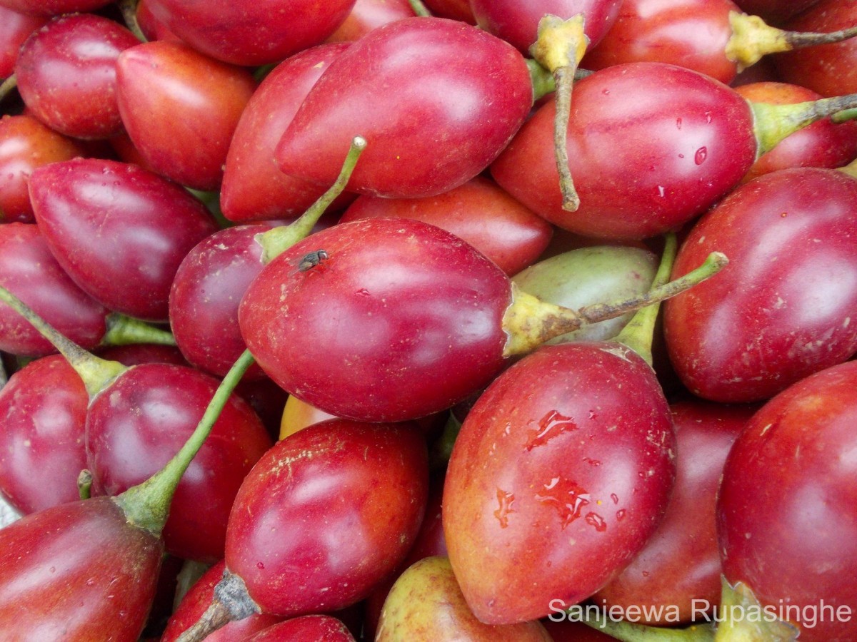 Solanum betaceum Cav.